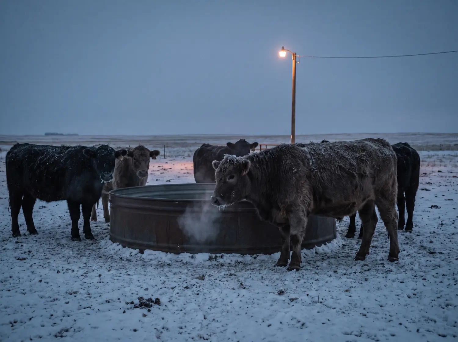 Beef cattle at a steel watering bowl in a snowy corral at dusk, breath steaming, one animal hesitating at the bowl.